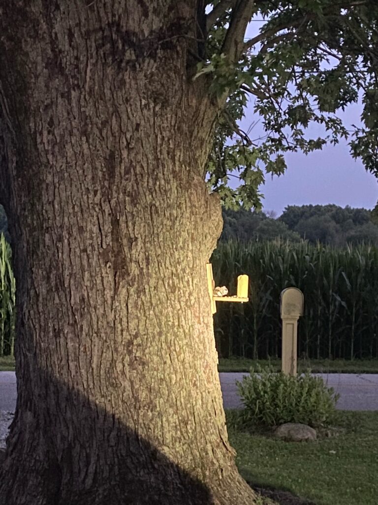 Flying Squirrels & Owl Spotted From My Front Porch 🌙🐿️🦉 Flying Squirrel