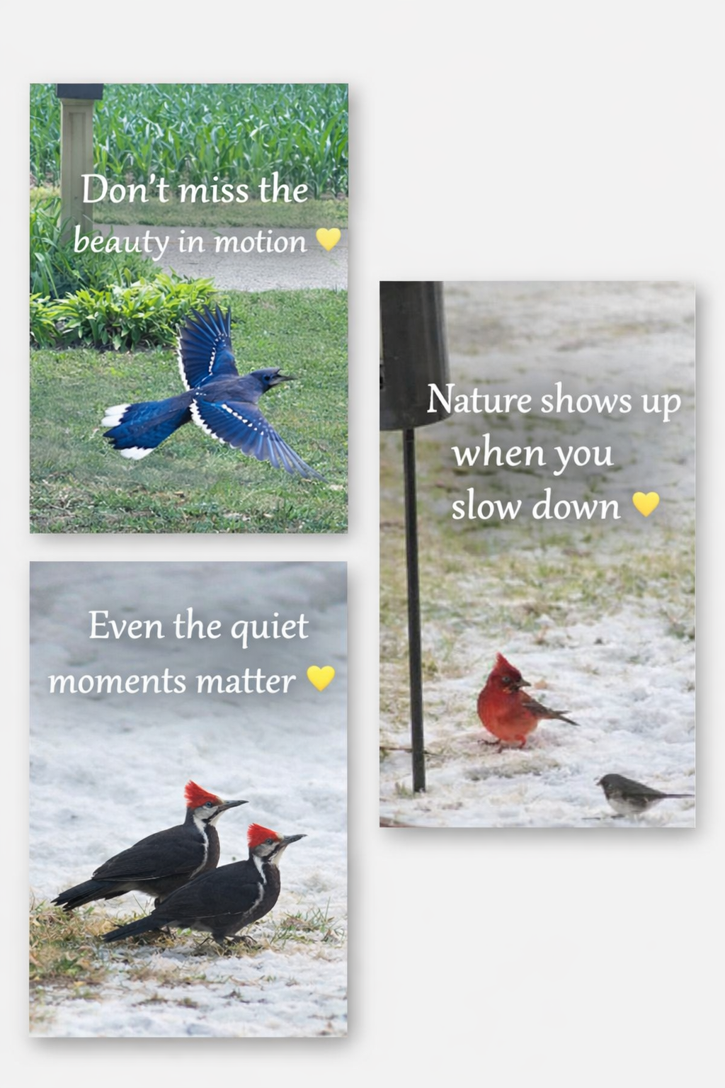 “Out My Window –💛– Blue Jay in Flight” Out My Window Blue Jay In Flight 2022165386
