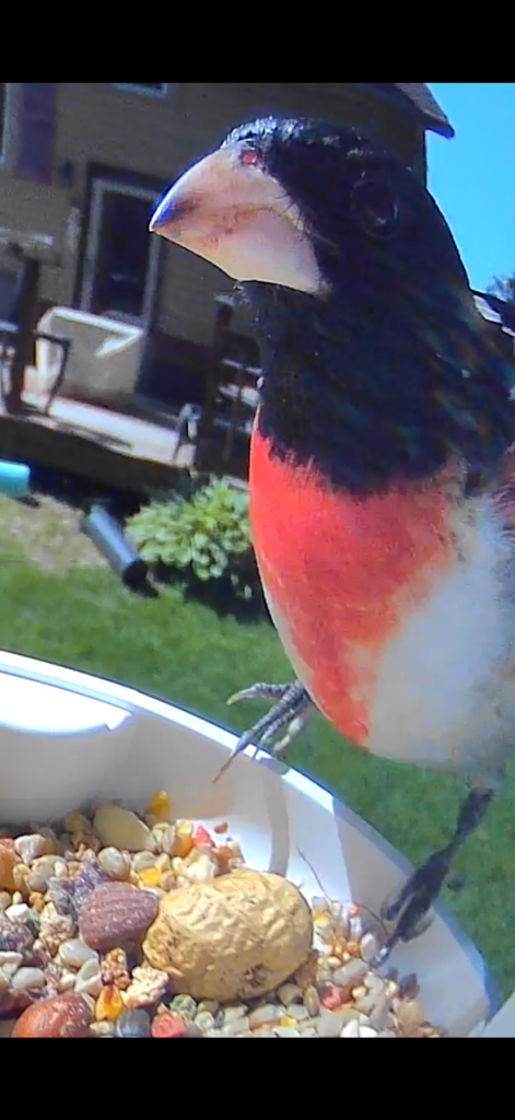 Rose-breasted Grosbeak