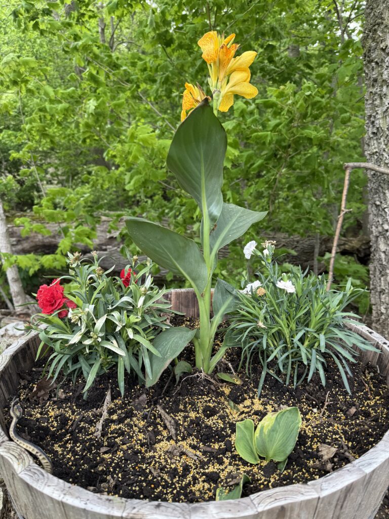 Large rustic barrel planter with a yellow canna and red and white flowers in the Generational Garden.