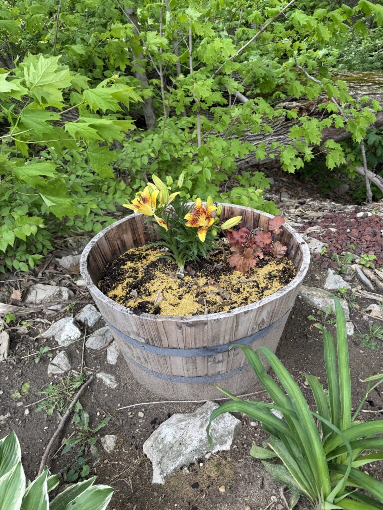 Yellow lily growing in a rustic whiskey barrel planter surrounded by hostas in the Generational Garden.