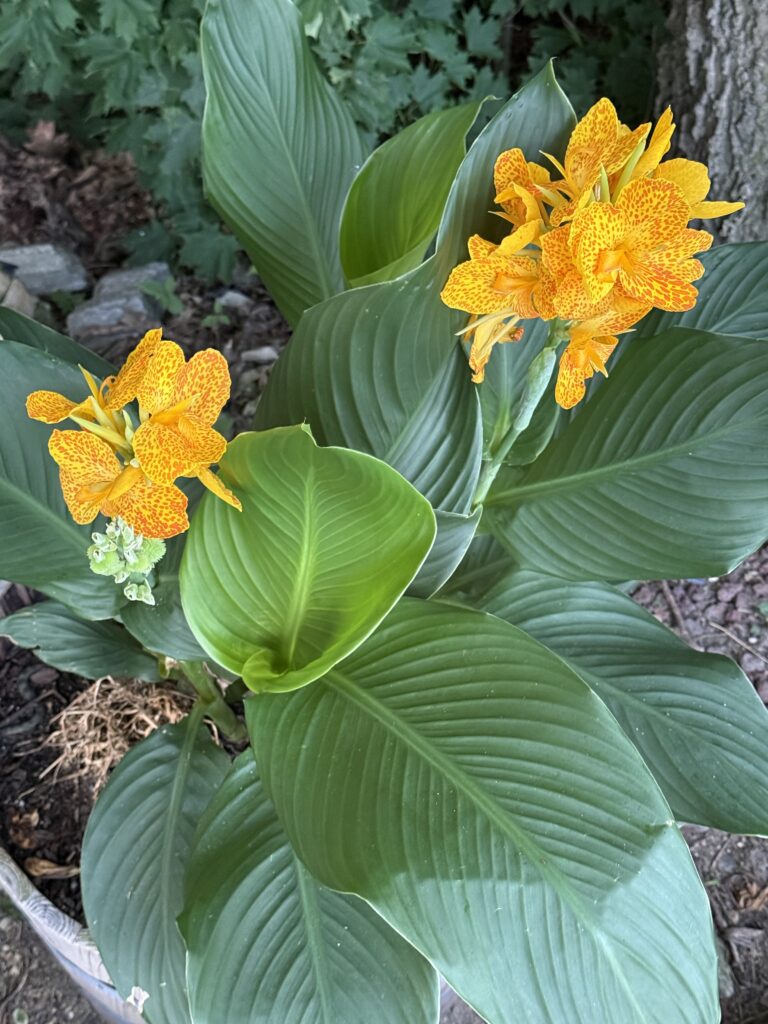 Mature canna lily with bright orange-speckled yellow blooms and large green leaves in the Generational Garden.