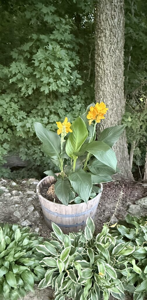 Mature canna lily growing in a whiskey barrel planter surrounded by hostas in the Generational Garden.