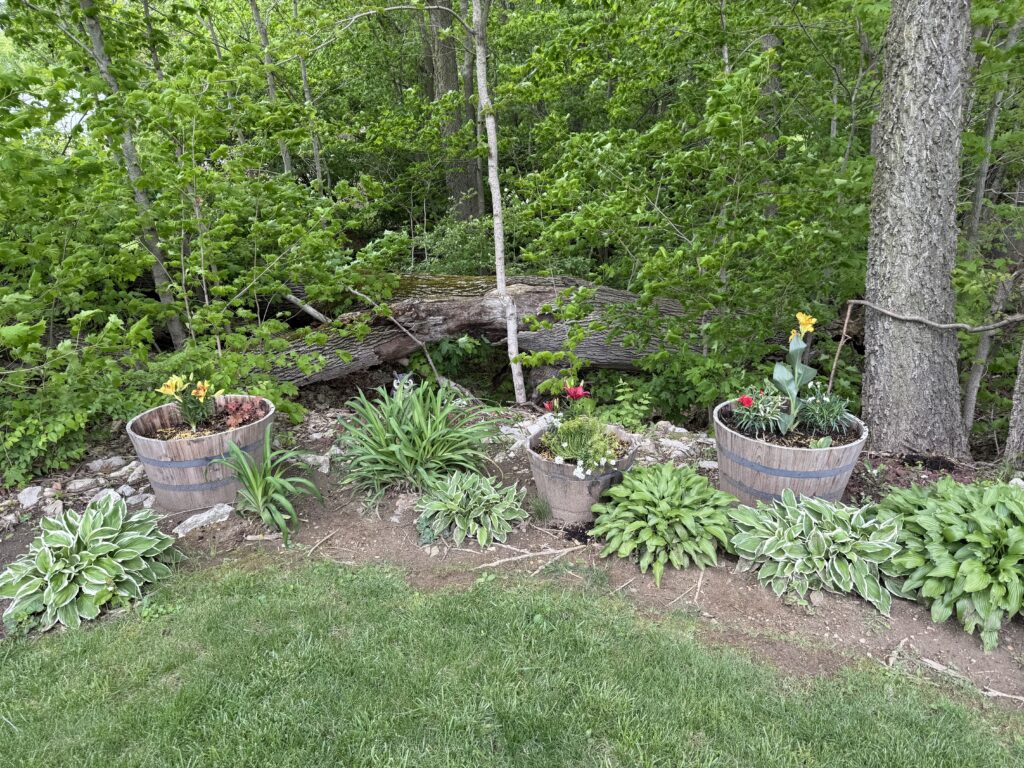 Whiskey barrel planters with perennials surrounded by hostas in the Generational Garden.