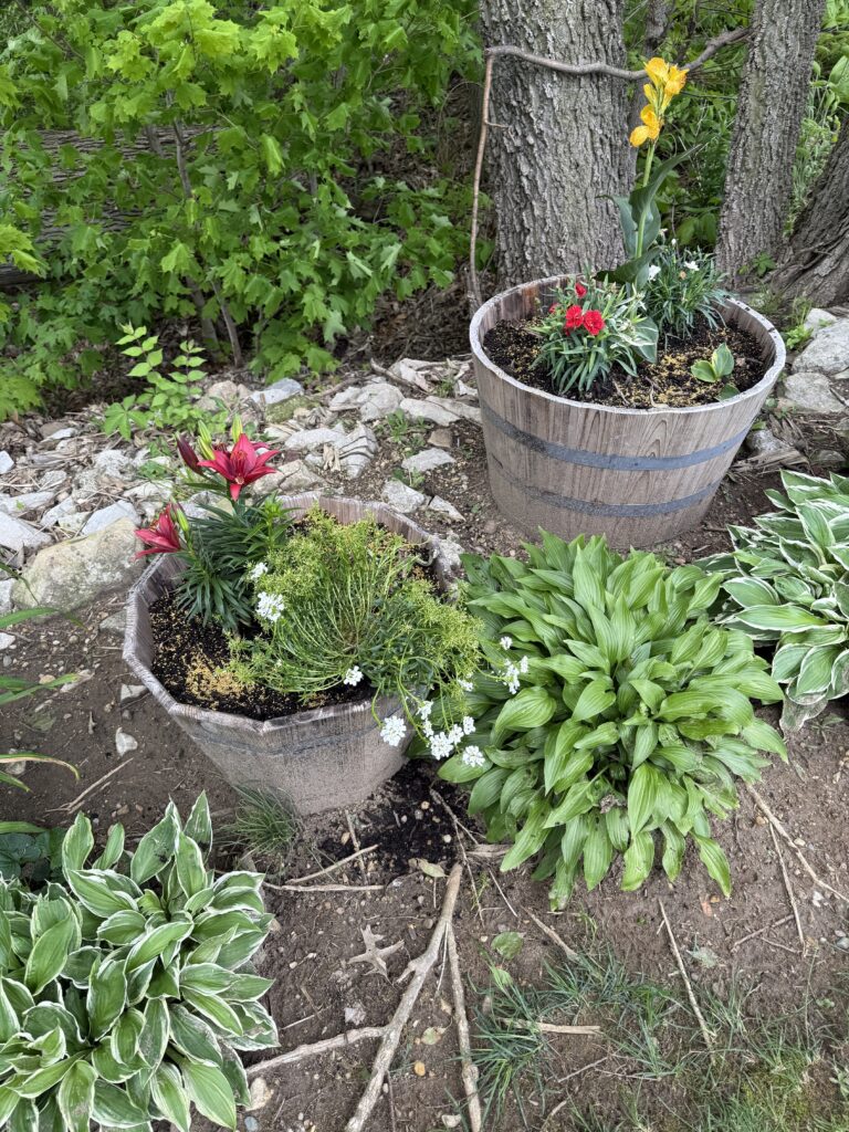 generational garden whiskey barrel planters hostas
